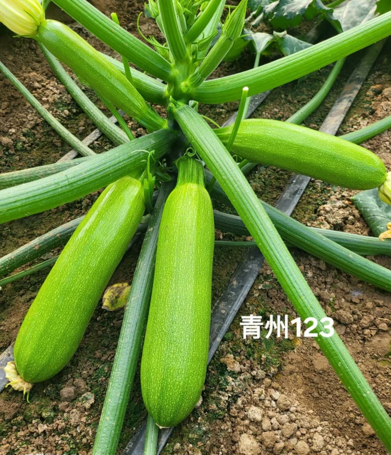 西葫芦种子农葫123油绿条瓜码密抗病保护地露地春秋