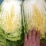 黄心大白菜个个精品菜