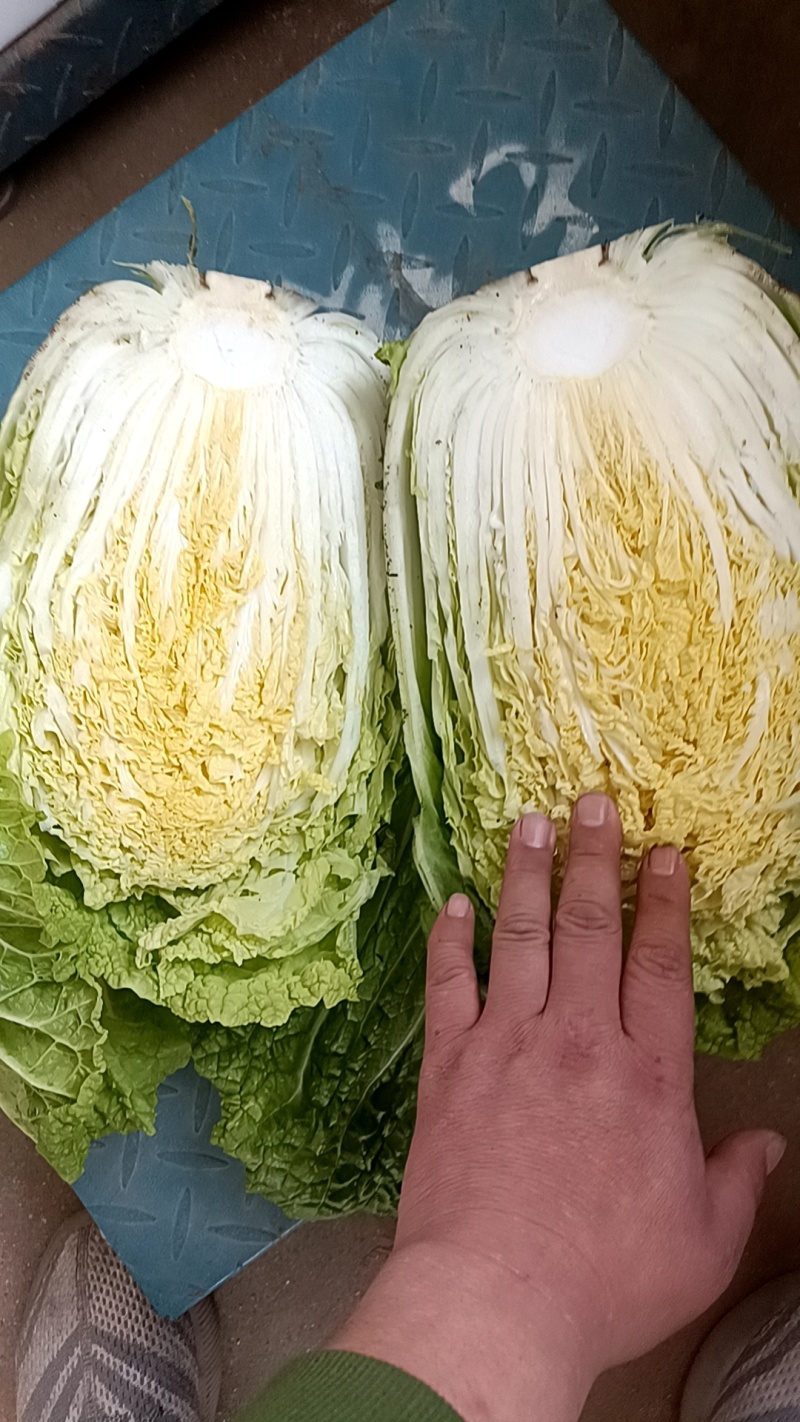 黄心大白菜个个精品菜