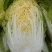 黄心大白菜个个精品菜