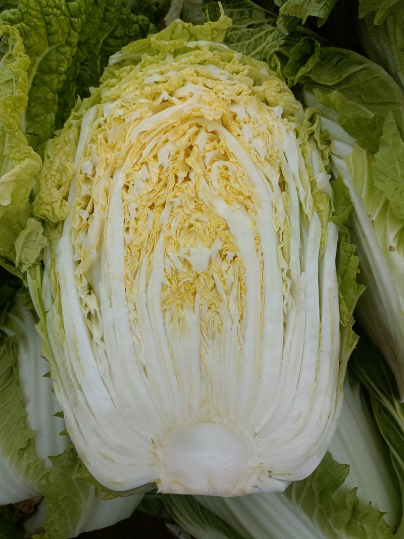 黄心大白菜个个精品菜