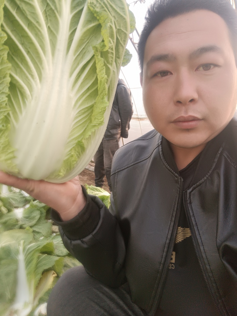 黄心大白菜个个精品菜