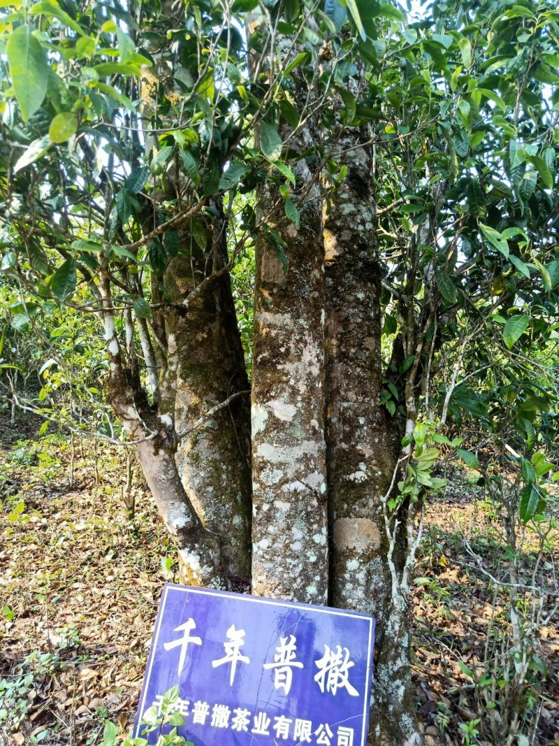 精品单株古树生普
