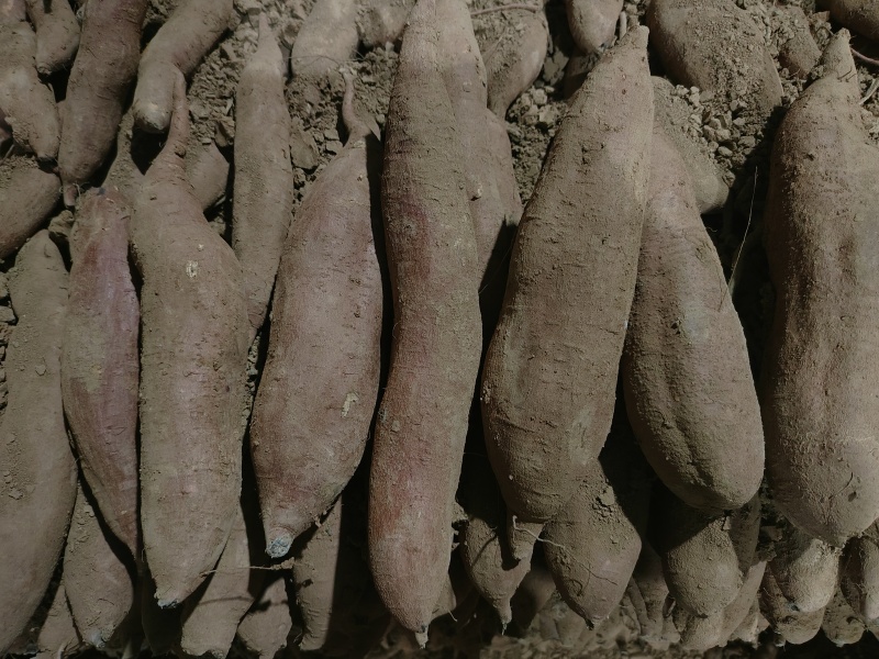 精品板栗薯，纯纯条子货，适合电商，批发市场，大量有货
