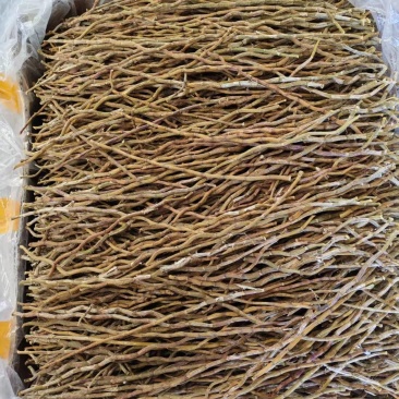 铁皮石斛干条铁皮石斛铁皮石斛粉石斛石斛条