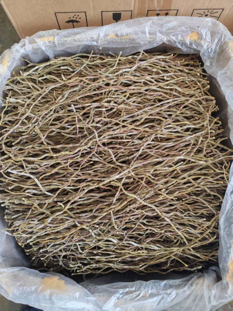铁皮石斛干条铁皮石斛铁皮石斛粉石斛石斛条