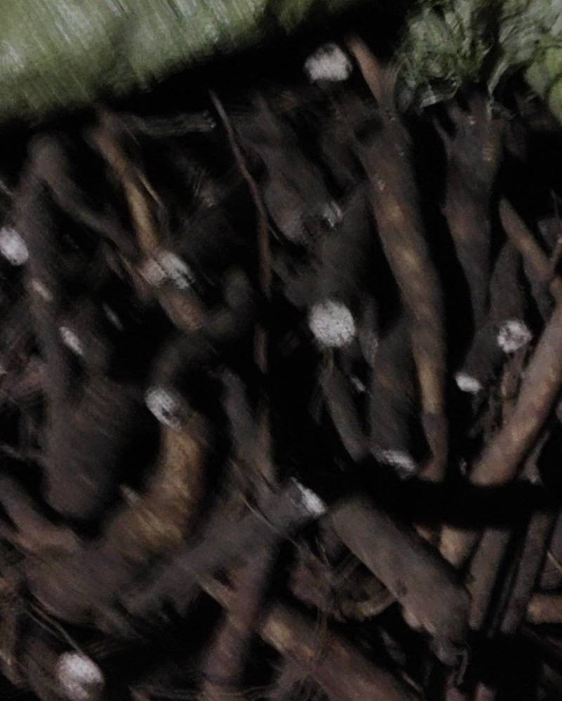 现在我这有芍药根需要者与我联系，当前价格随行就市