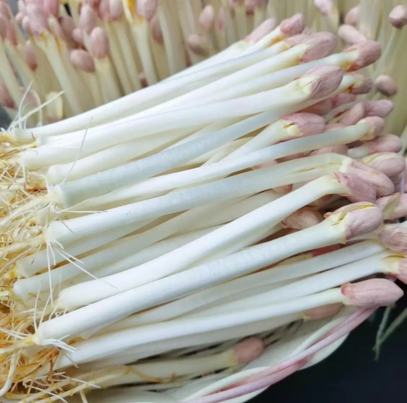 西北花生芽芽苗菜