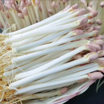 西北花生芽芽苗菜