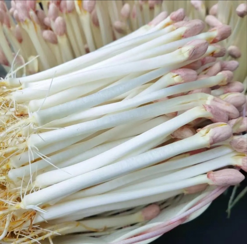 西北花生芽芽苗菜