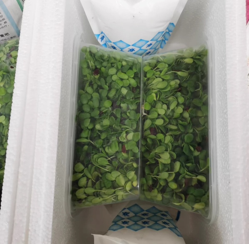 西北豌豆苗