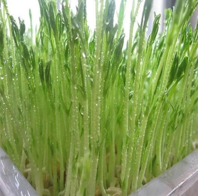 西北豌豆苗