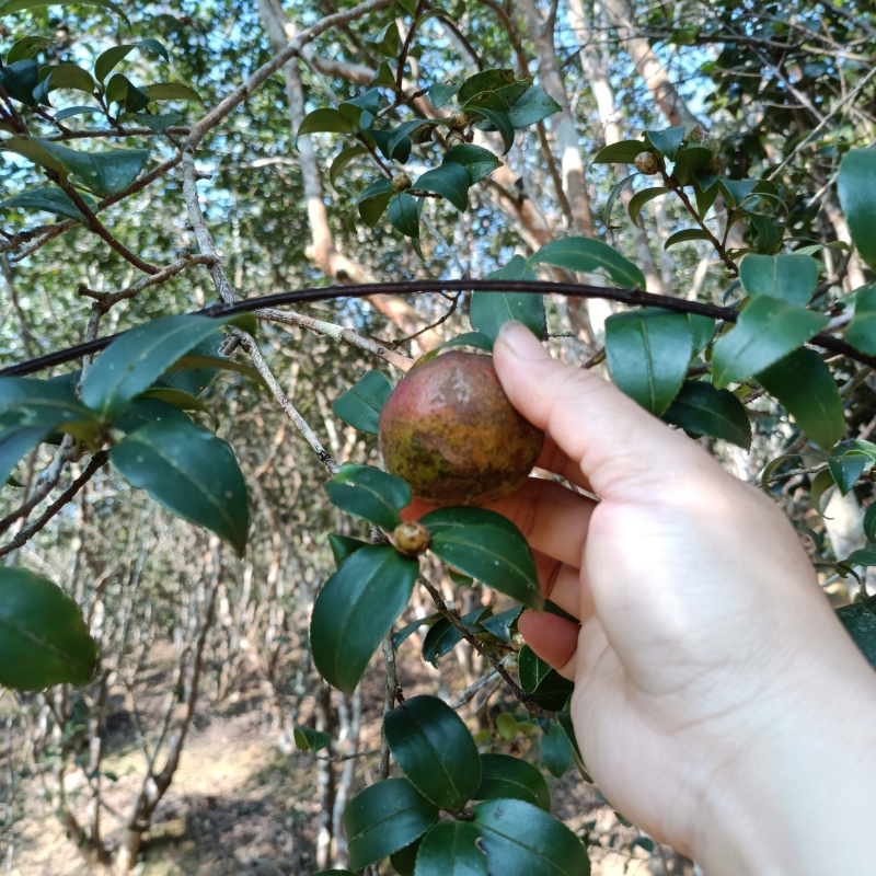 山茶油