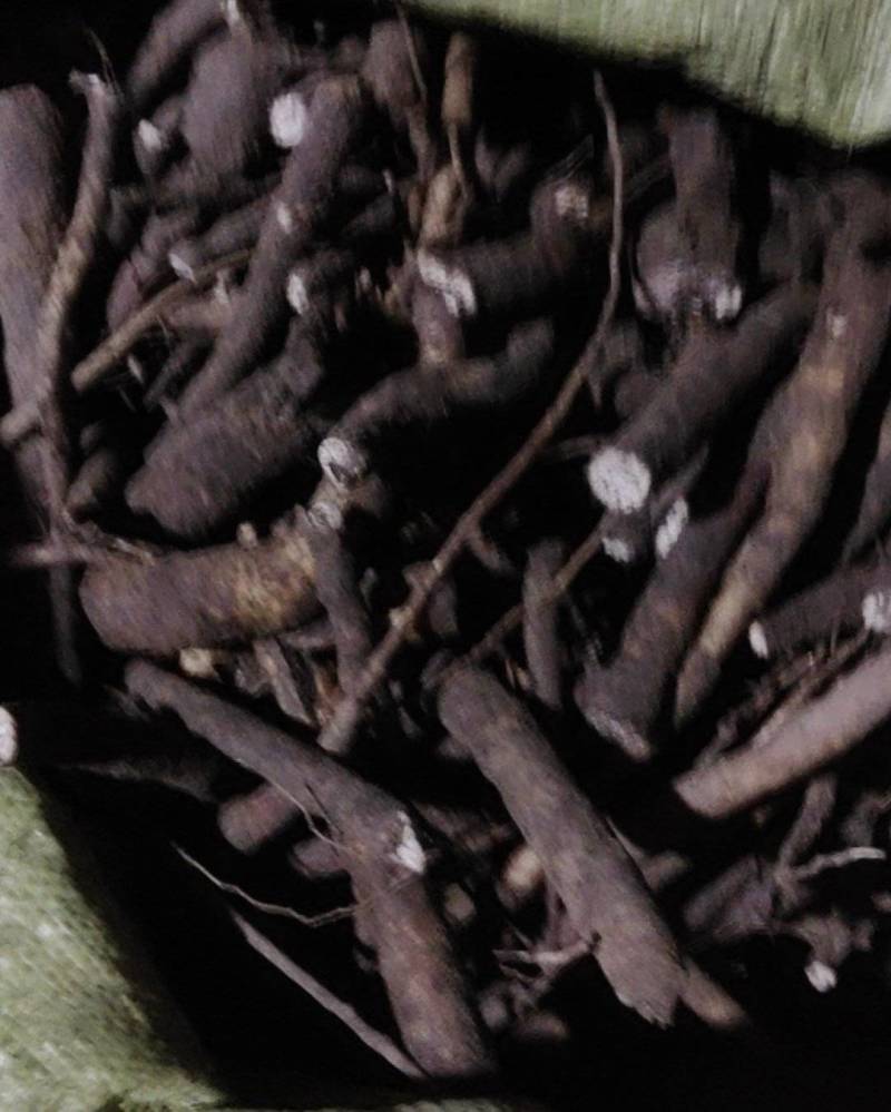 新鲜芍药，干芍药谁要联系我？