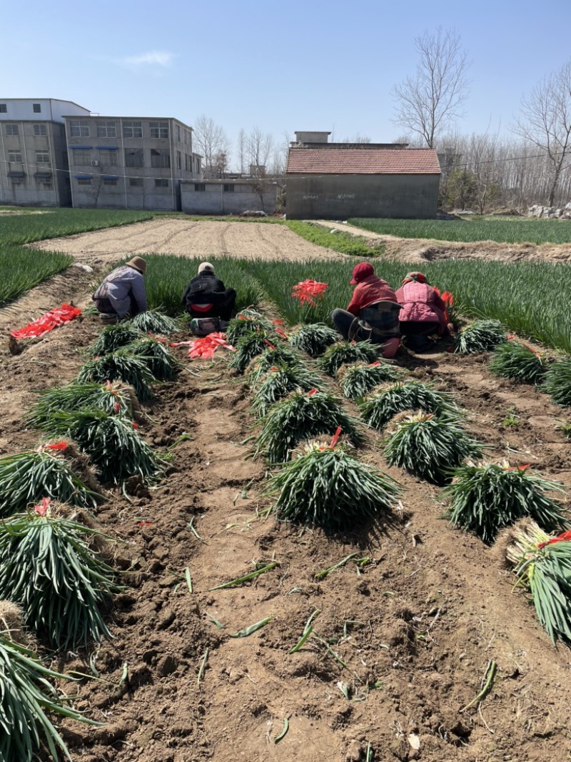 小葱，加工厂用葱，出口级别