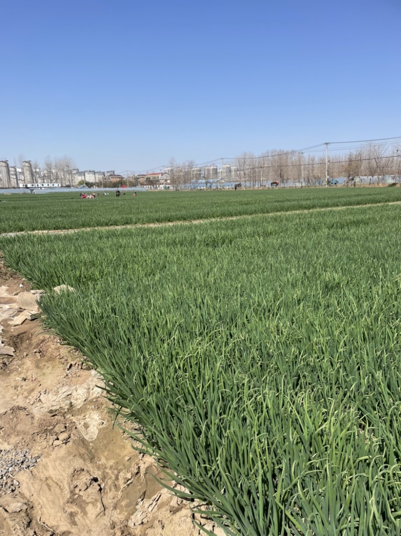 小葱，加工厂用葱，出口级别