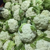 有机花菜青梗白面产地直发有需要的老板来电视频