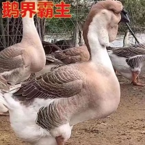 纯种狮头鹅。纯种白狮头鹅。