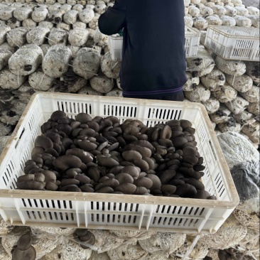 鲜平菇货源充足大量供应品质高货源充足