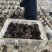 鲜平菇货源充足大量供应品质高货源充足