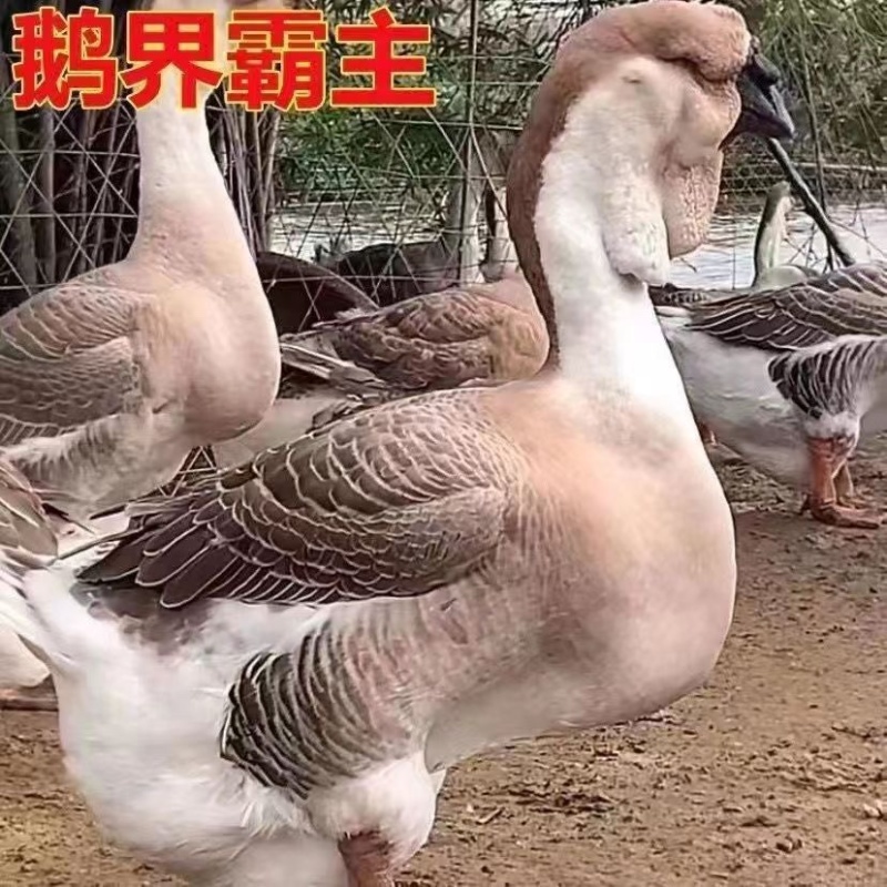 纯种狮头鹅。纯种白狮头鹅。