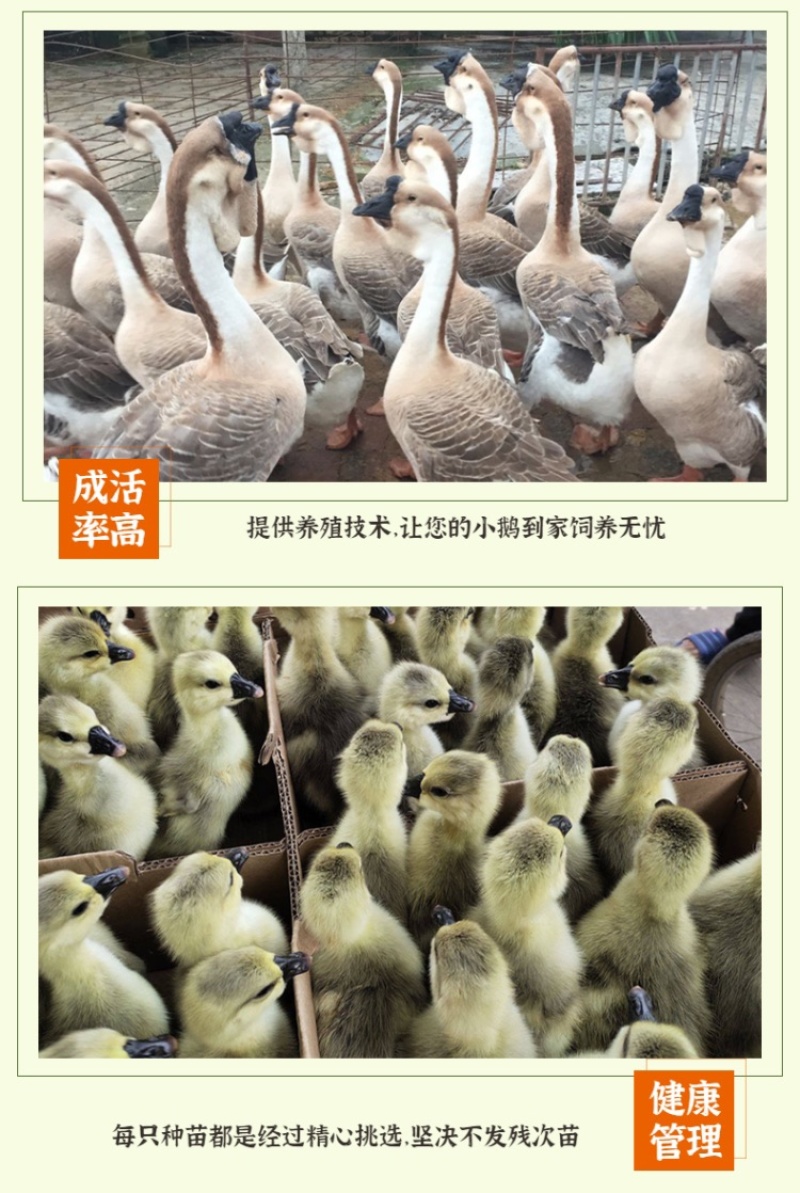 纯种狮头鹅。纯种白狮头鹅。