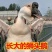 纯种狮头鹅。纯种白狮头鹅。