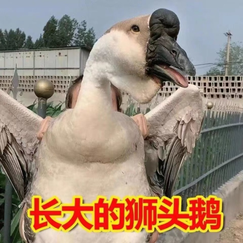 纯种狮头鹅。纯种白狮头鹅。
