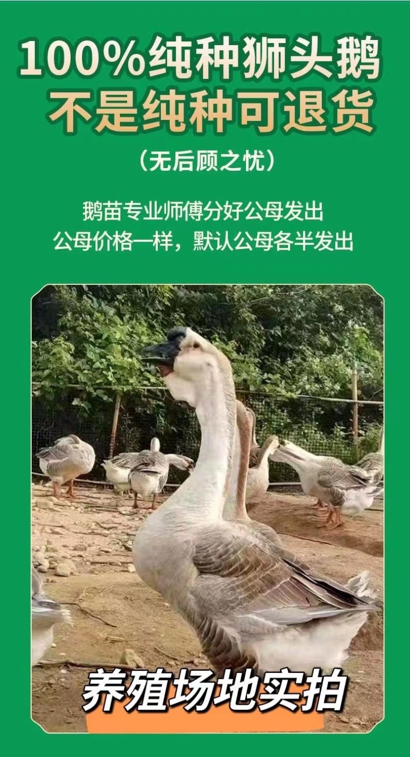 纯种狮头鹅。纯种白狮头鹅。