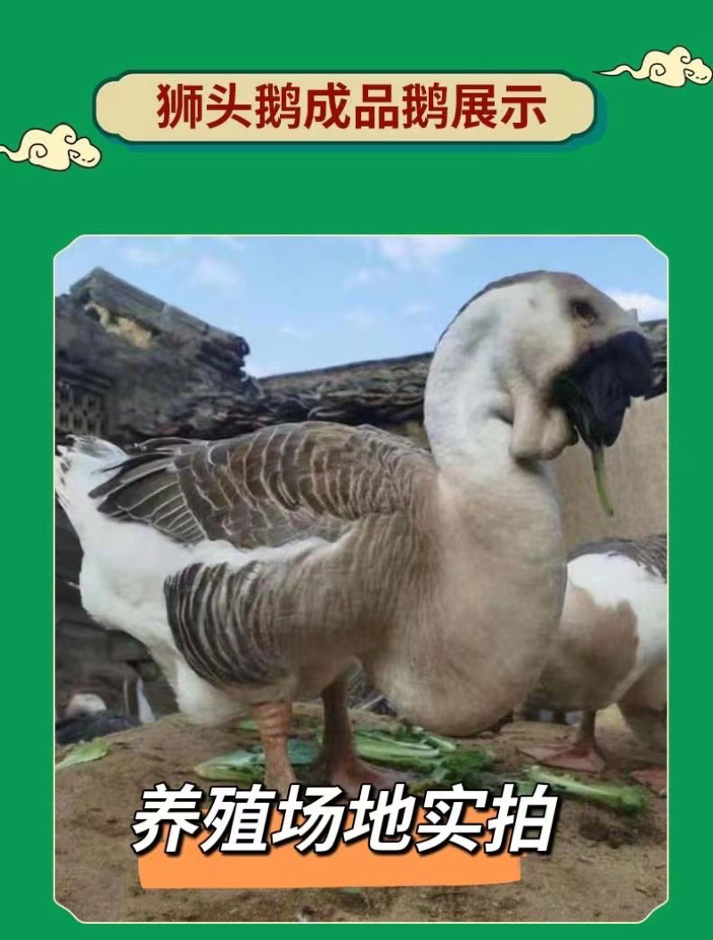 纯种狮头鹅。纯种白狮头鹅。