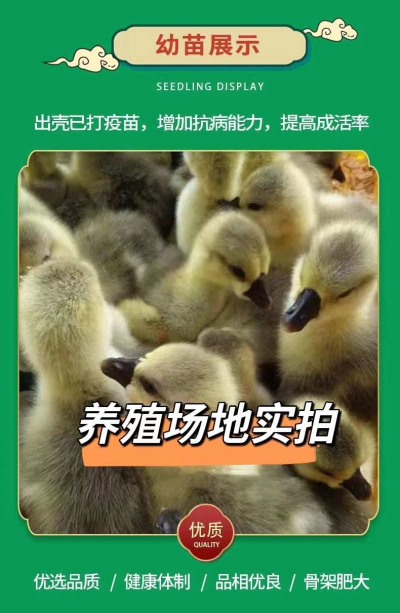纯种狮头鹅。纯种白狮头鹅。