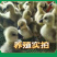 纯种狮头鹅。纯种白狮头鹅。
