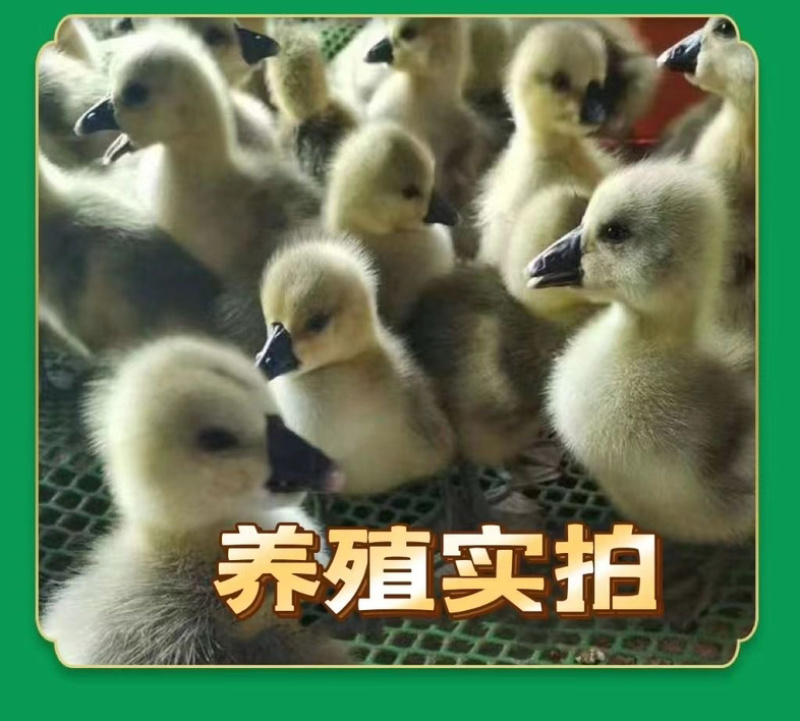 纯种狮头鹅。纯种白狮头鹅。