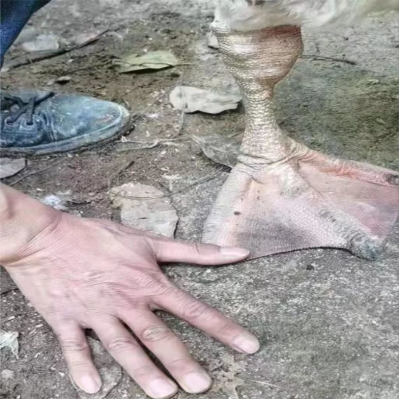 纯种狮头鹅。纯种白狮头鹅。