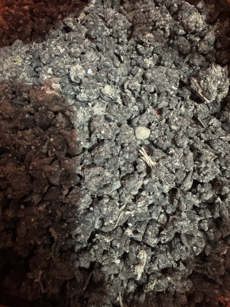 纯野生猫爪草（特级货），一手货源诚信经营