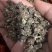 纯野生猫爪草（特级货），一手货源诚信经营