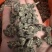 纯野生猫爪草（特级货），一手货源诚信经营