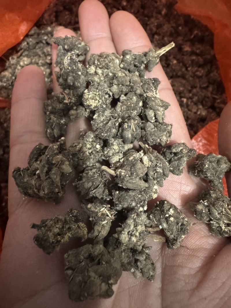 纯野生猫爪草（特级货），一手货源诚信经营