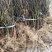 江西中花吴茱萸苗基地一手规格齐全包活死苗包赔诚信经营