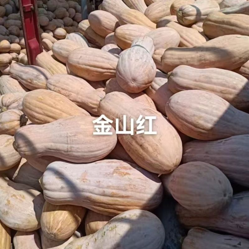 金山红南瓜种子大果肉厚橘红甜度高蜜本南瓜种子粉而细腻南瓜
