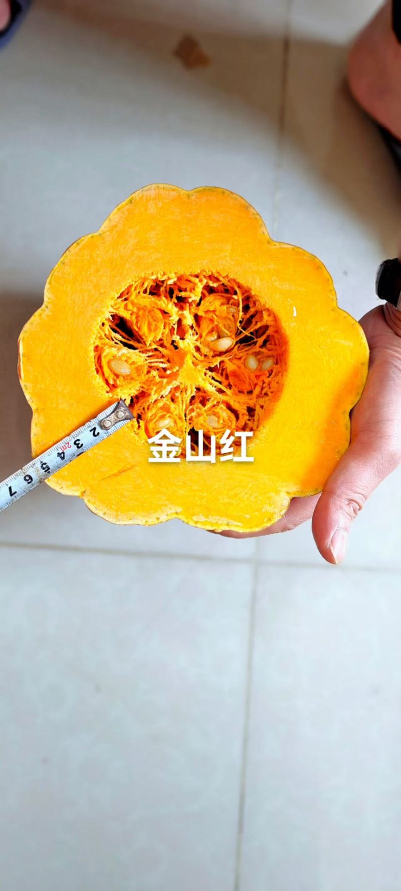 金山红南瓜种子大果肉厚橘红甜度高蜜本南瓜种子粉而细腻南瓜