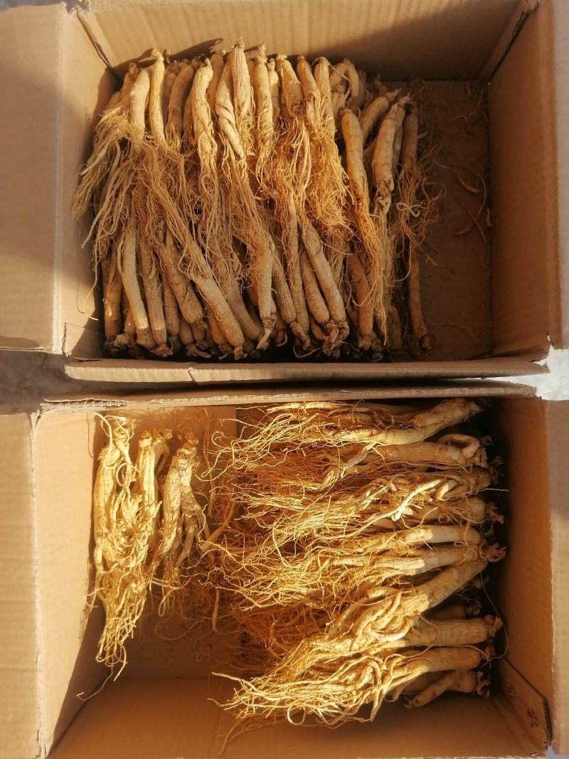 人参白全须整支泡水煲汤