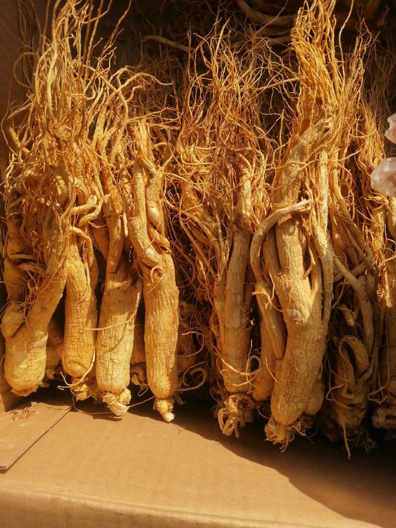 人参白全须整支泡水煲汤