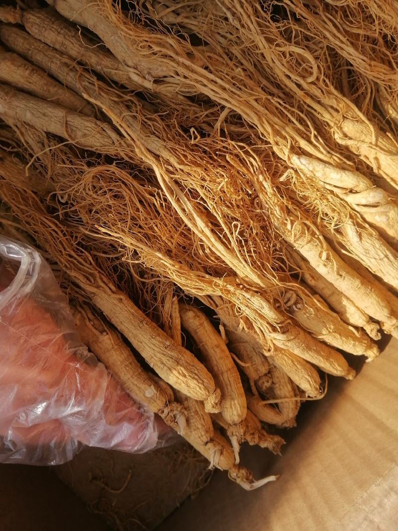 人参白全须整支泡水煲汤