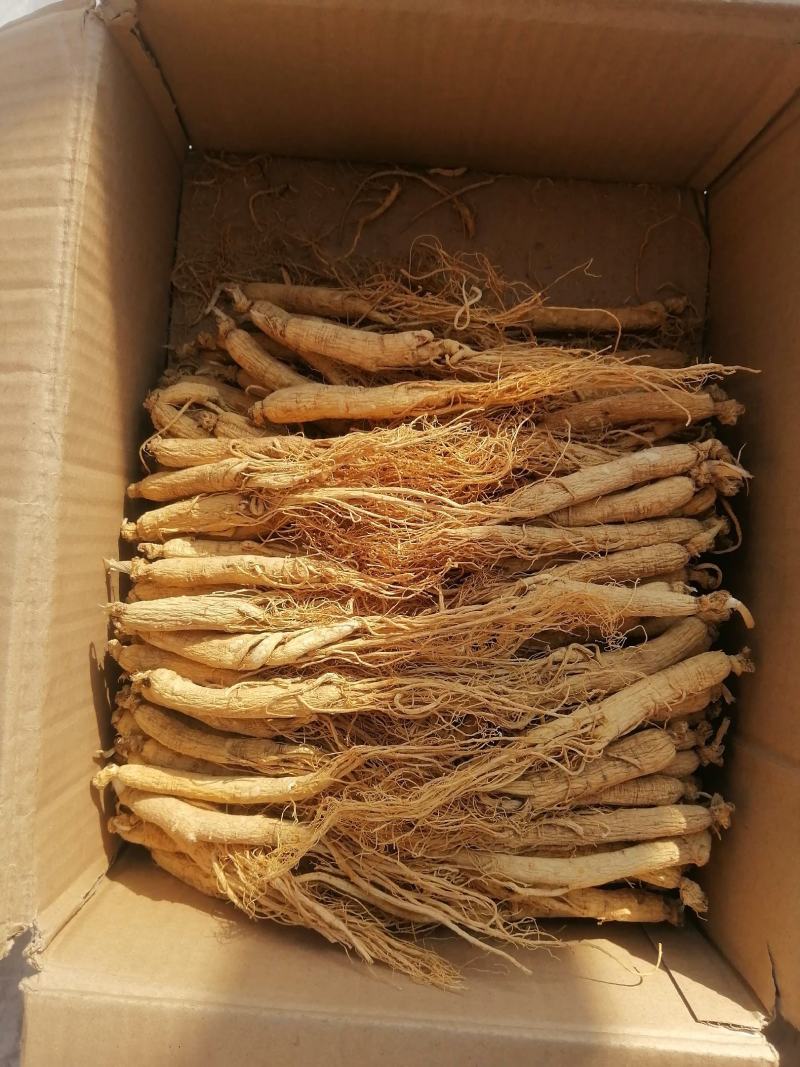 人参白全须整支泡水煲汤