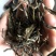 大树茶