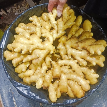 山东优质沂蒙小黄姜，产地直发大量有货，欢迎全国老板采购