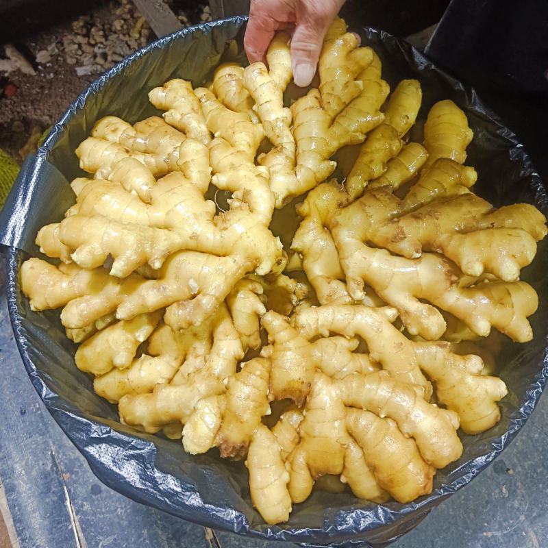 山东优质沂蒙小黄姜，产地直发大量有货，欢迎全国老板采购