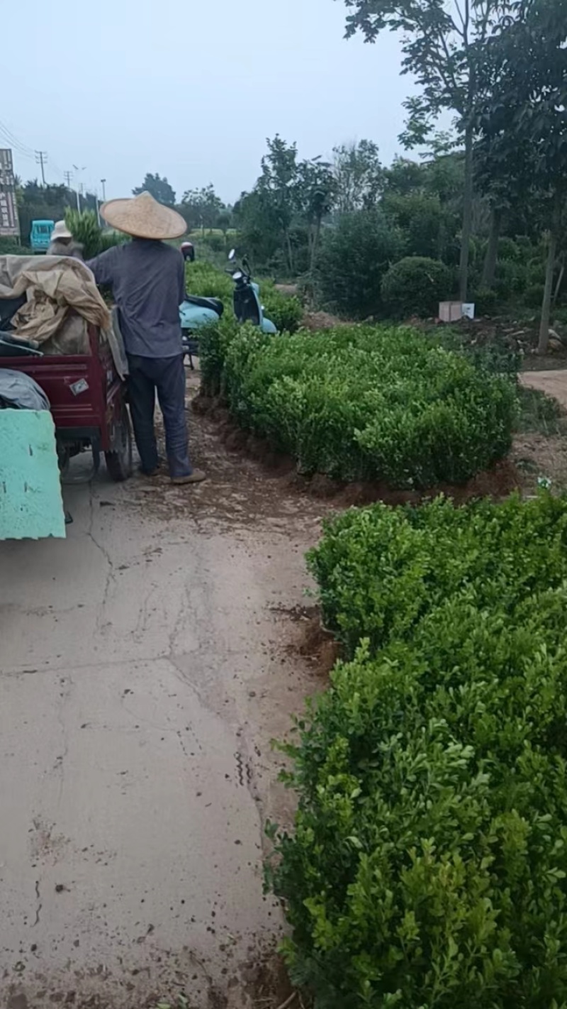 小叶黄杨