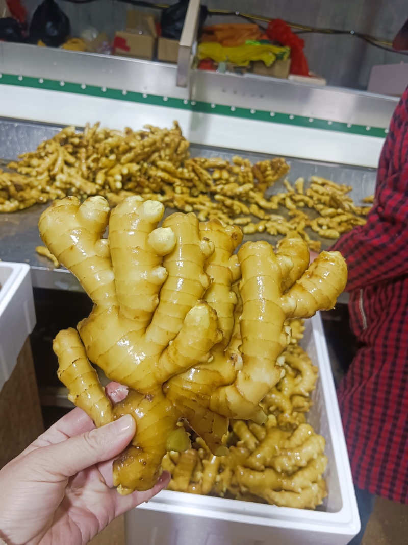 山东优质沂蒙小黄姜，产地直发大量有货，欢迎全国老板采购